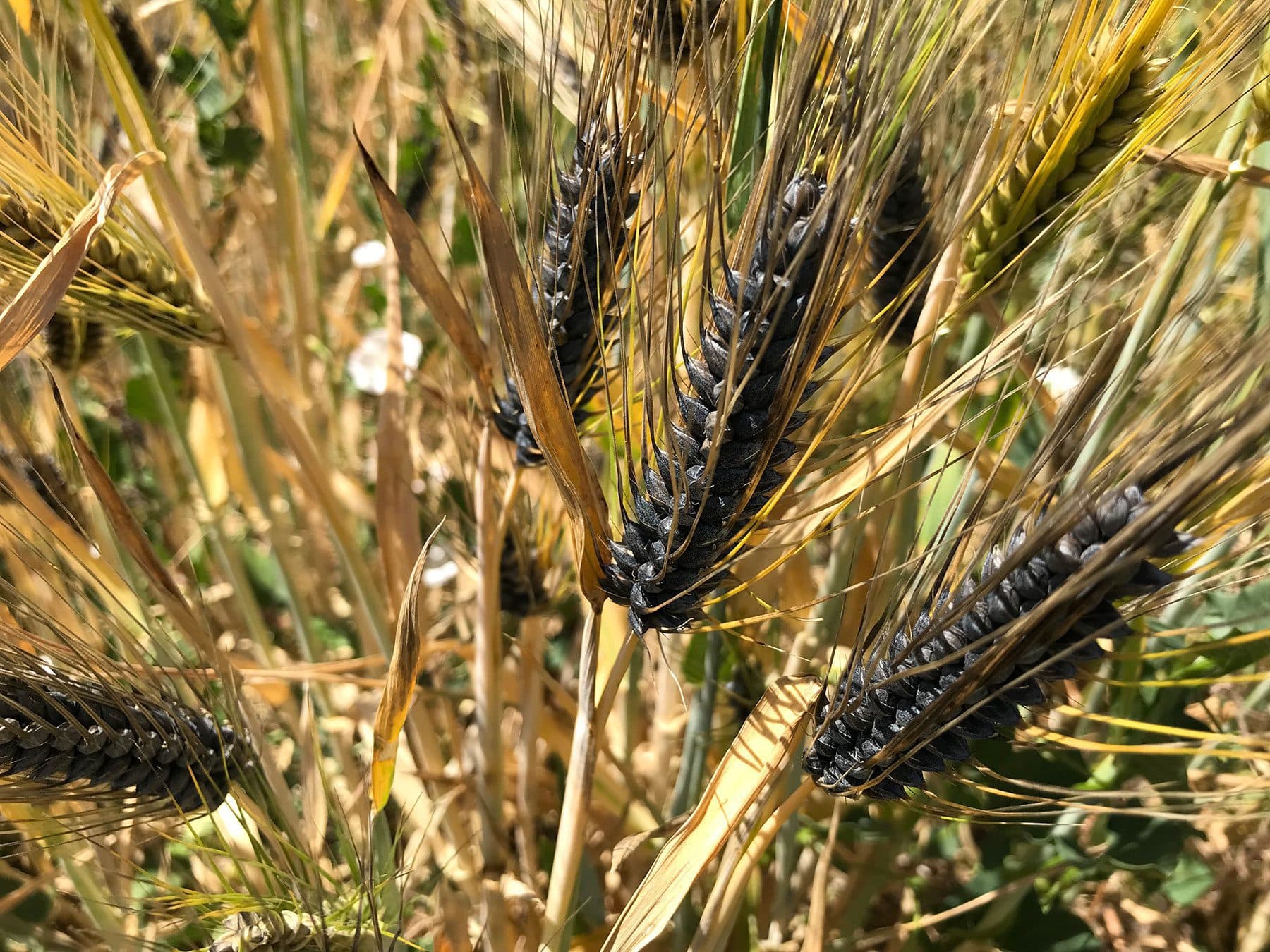 Purple Egyptian outside in field