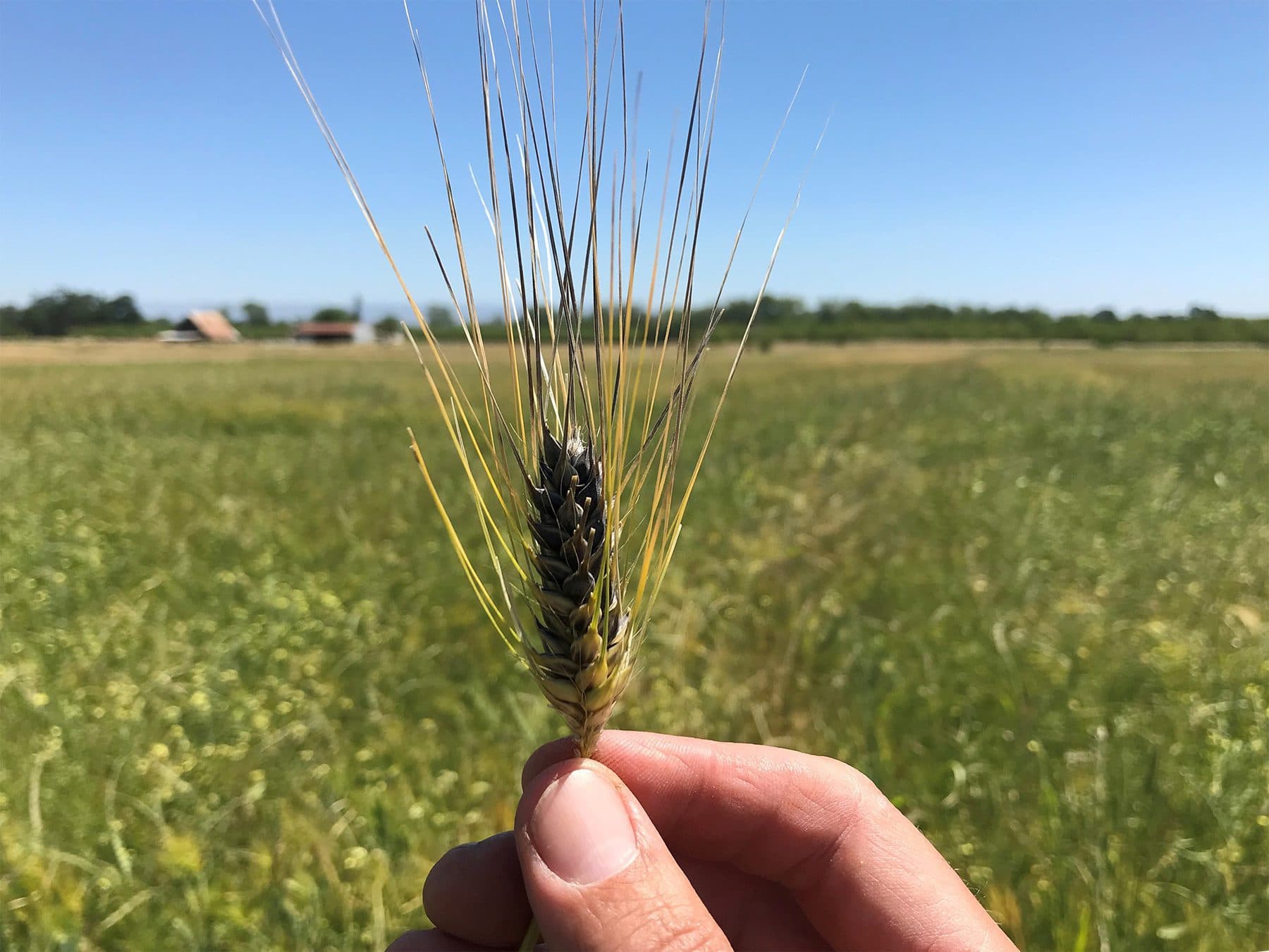 Hand holding Purple Egyptian Barley outside